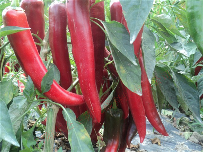 ʡЇ܊ĳڱϻع̼ϲ@Sÿʩ̼˷1200a(chn)Ȼ(sh)F(xin)˷ҟoxl(f)oкy|(zh)ػ؏(f)ԭB(ti)Ʒ|(zh)