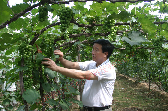 L|ʡɽ̼˷ѻ^LThe chairman observed the grape growing situation in Liaoning Province Hei