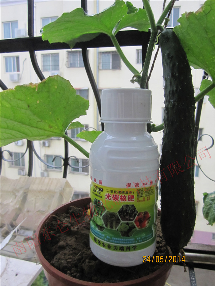 _辰С Y̼SBalcony bonsai small flower pot, out of light carbon big cucumber