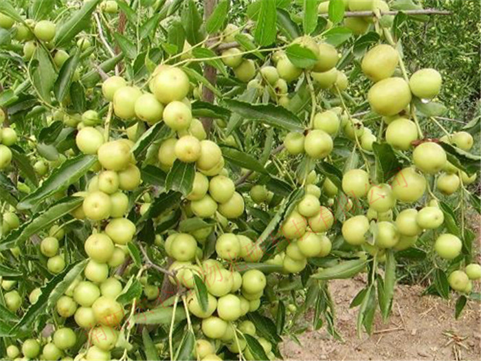 ½̼˷ʴ󗗮aߣƷ|Xinjiang gonton fertilizer, jujube high yield, good quality