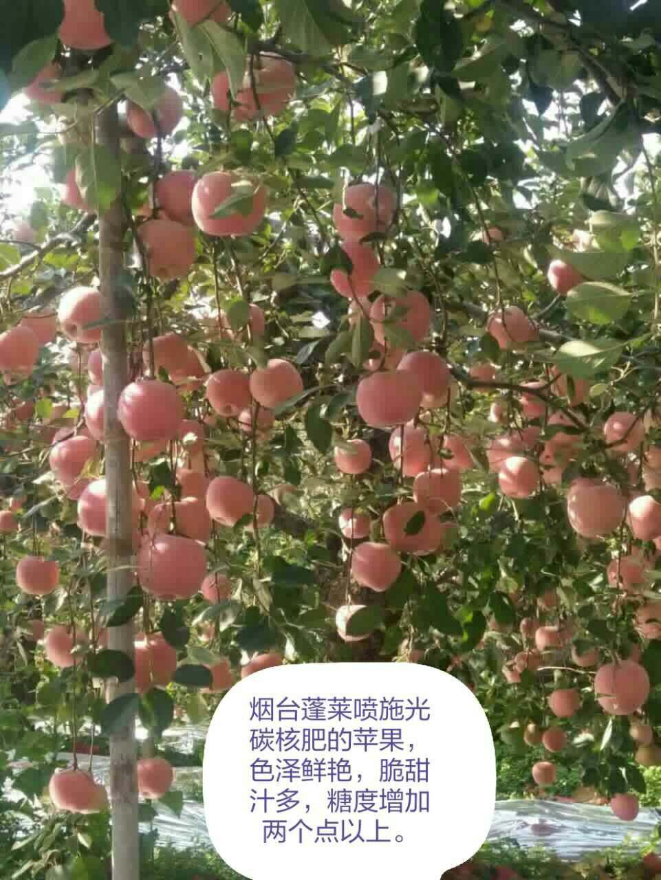 ̼ODelicious gonton apple